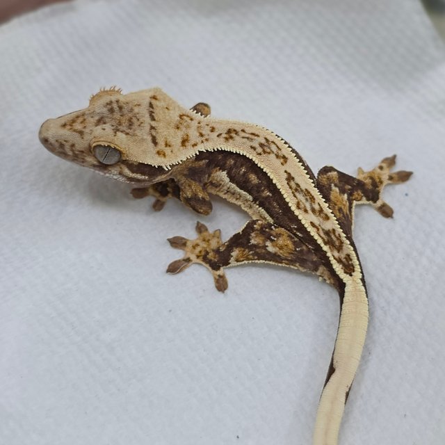 Normal Tri Quad Full Pinstripe Pinstripe