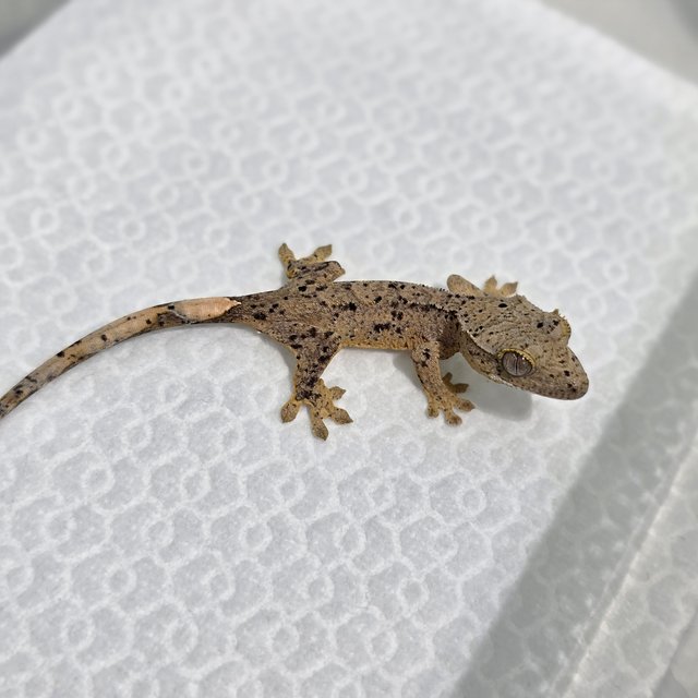 달마시안 슈퍼달마시안