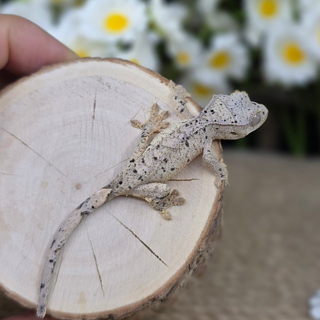 Dalmatian Super Dalmatian