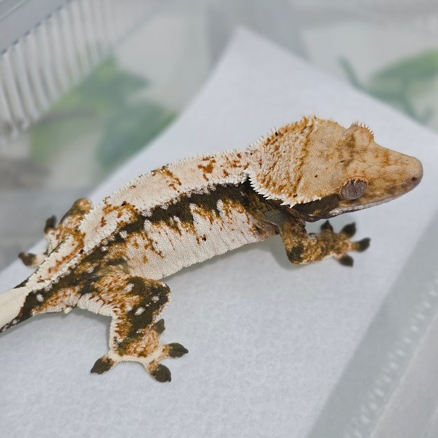 노멀 트라이 익스트림할리퀸 쿼드 드리피 화이트스팟