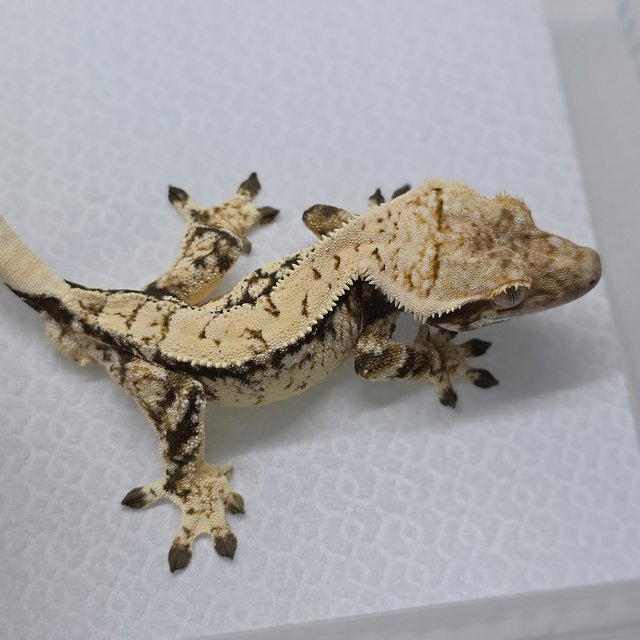 Tri Extreme Harlequin Drippy White Spot