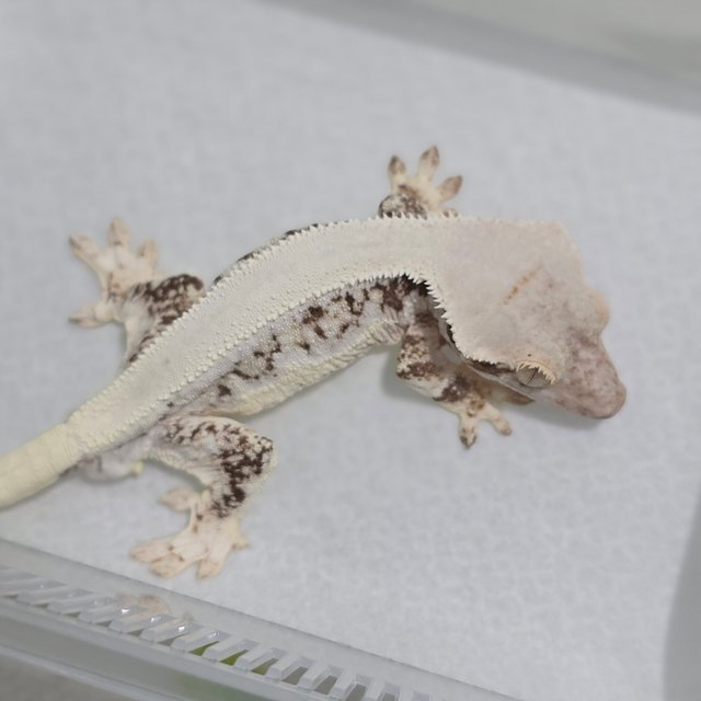 Lilly White Tri Solid Back