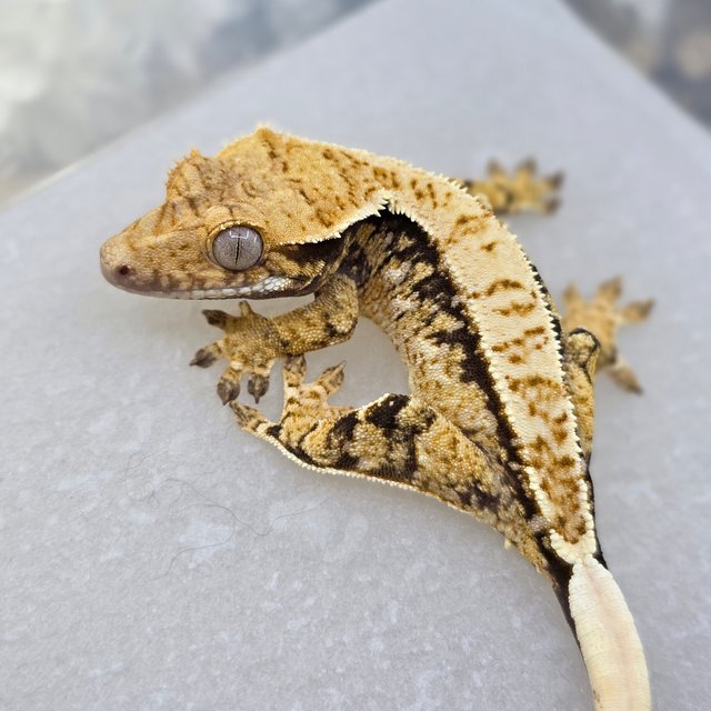 Normal Drippy White Spot Tri Extreme Harlequin