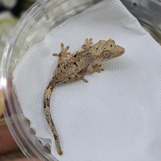 Dalmatian Super Dalmatian