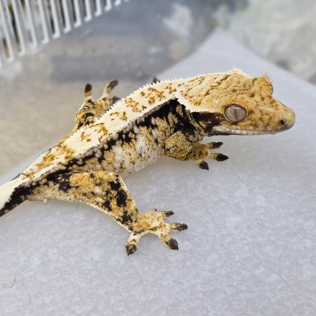 Tri Pinstripe Normal Drippy White Spot