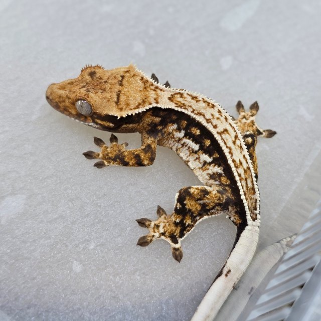 노멀 쿼드 풀핀 트라이