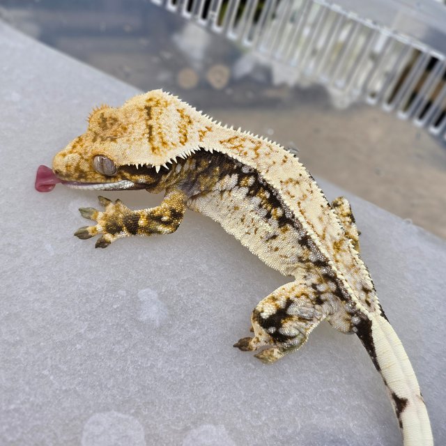 Normal Tri Drippy White Spot Pinstripe