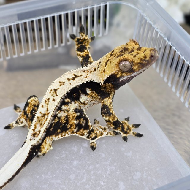 Normal Quad Tri Drippy White Spot Full Pinstripe