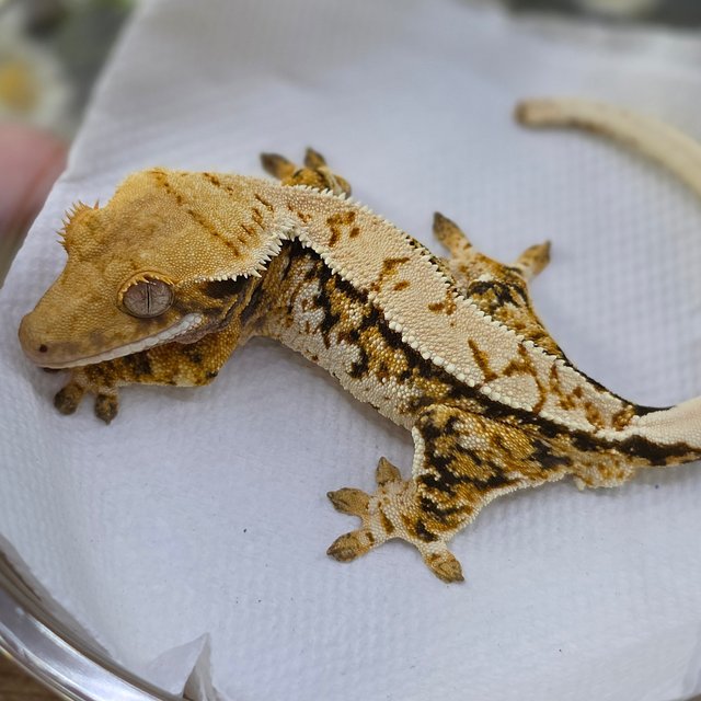 Tri Extreme Harlequin Pinstripe White Spot
