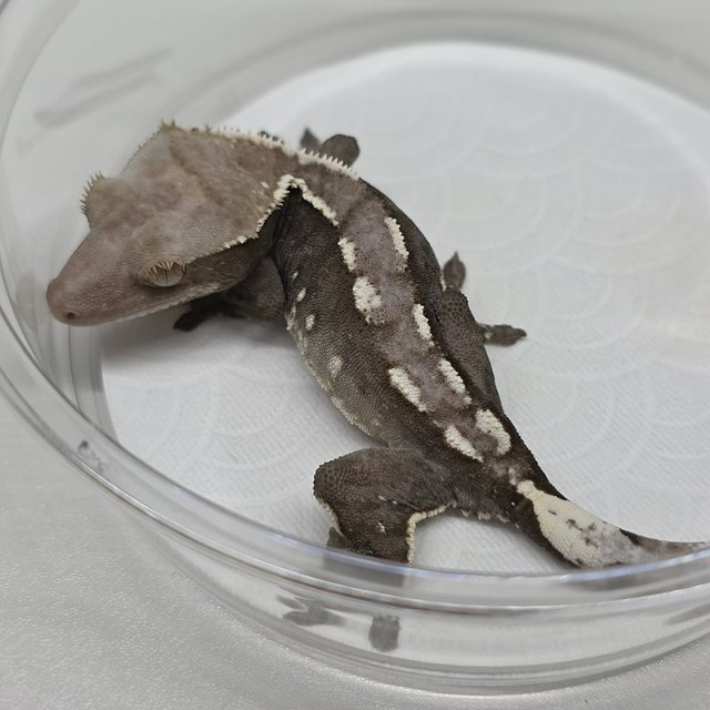 Axanthic