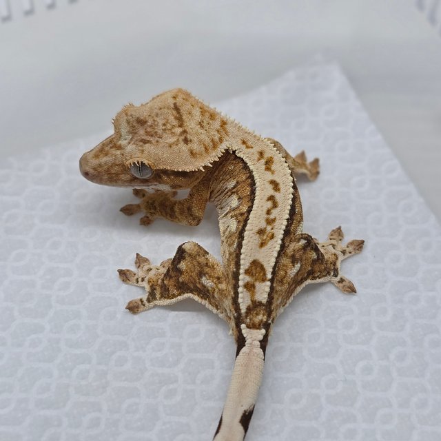 Cream Creamsicle Drippy Pinstripe