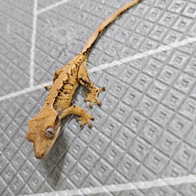 노멀 트라이