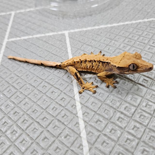 노멀 트라이