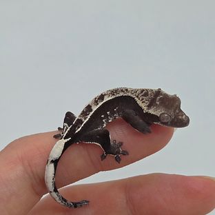 아잔틱