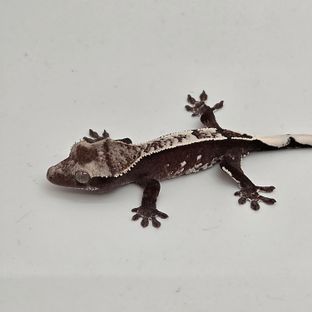 아잔틱