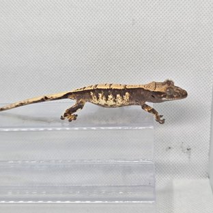 노멀 트라이 화이트포트홀 드리피 화이트스팟 화이트핀