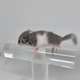 링테일 마스크 밴디드 오레오