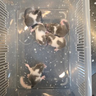 마스크 오레오 하이 화이트 밴디드