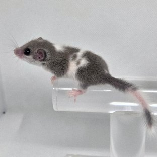 마스크 밴디드 링테일 오레오