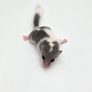 오레오 마스크