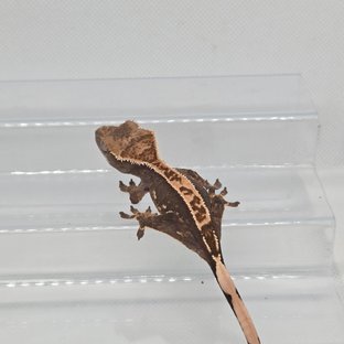 100%헷아잔틱 노멀