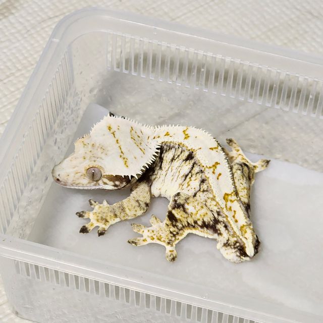 노멀 트라이 할리퀸 화이트스팟 화이트핀