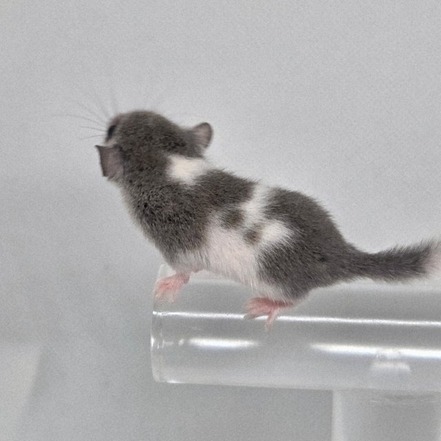 마스크 밴디드 링테일 오레오