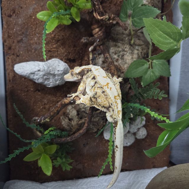 노멀 트라이 할리퀸 화이트스팟 화이트핀