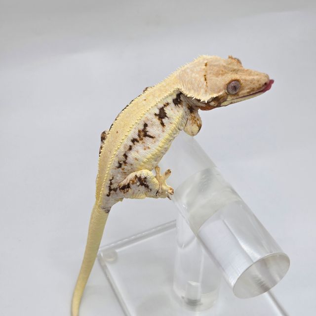 릴리화이트 풀핀 드리피 화이트핀