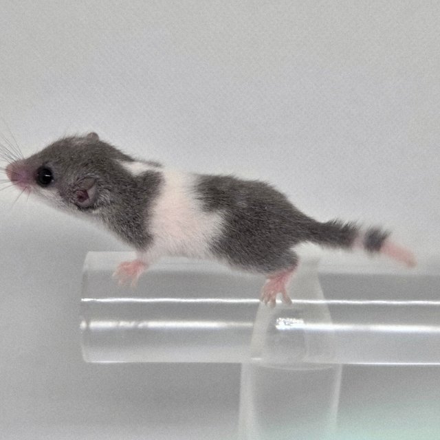 링테일 마스크 밴디드 오레오