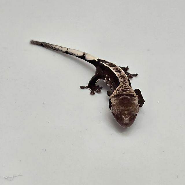아잔틱