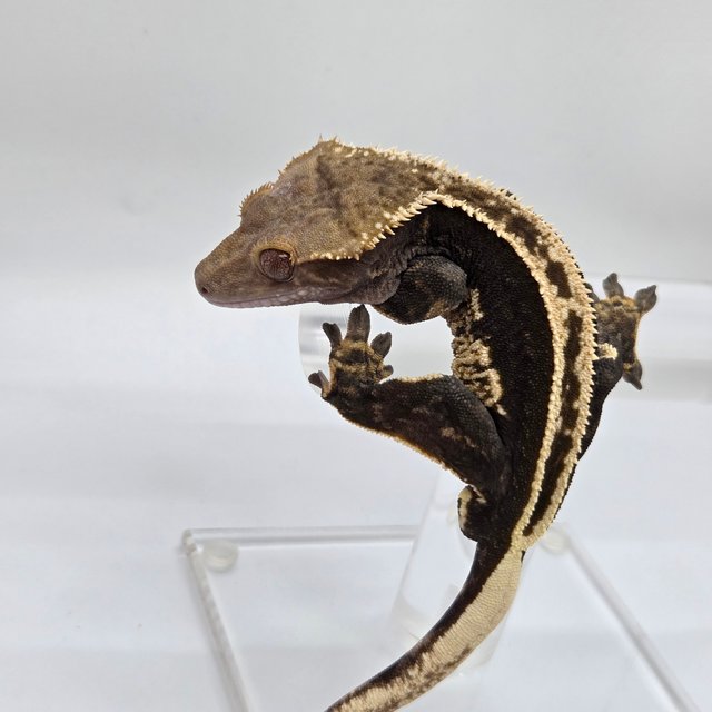 100%헷아잔틱 슈퍼스트라이프 엠티백 풀핀 화이트핀 다크