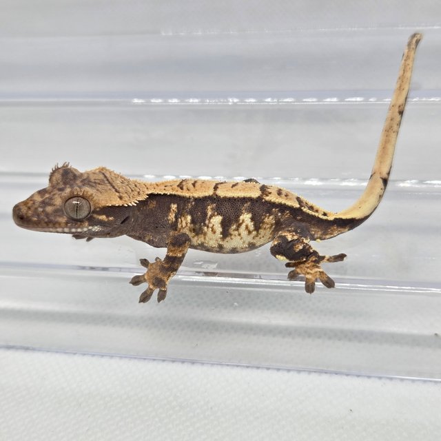 노멀 트라이 화이트포트홀 드리피 화이트스팟 화이트핀