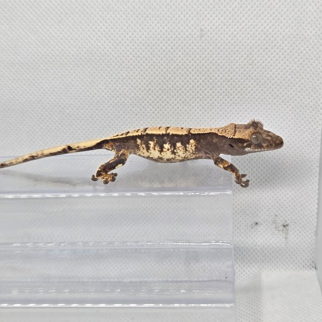 노멀 트라이 화이트포트홀 드리피 화이트스팟 화이트핀