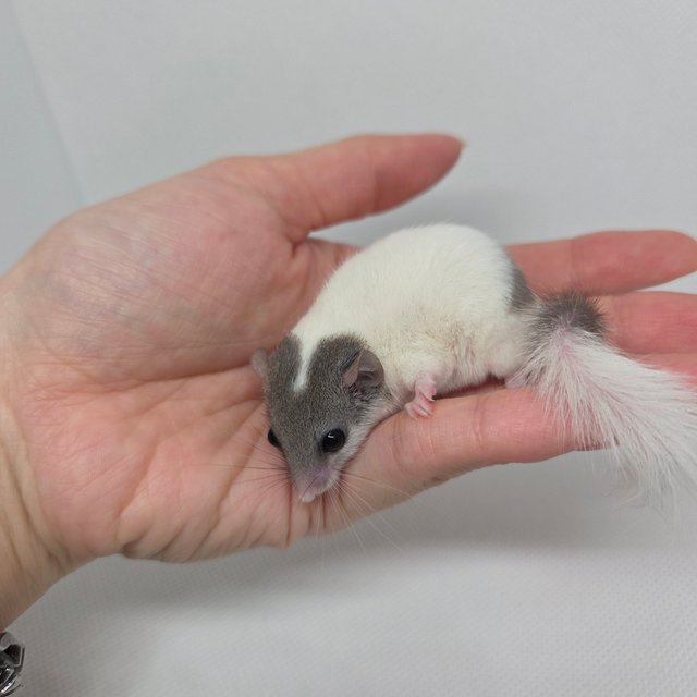 하이 화이트 마스크