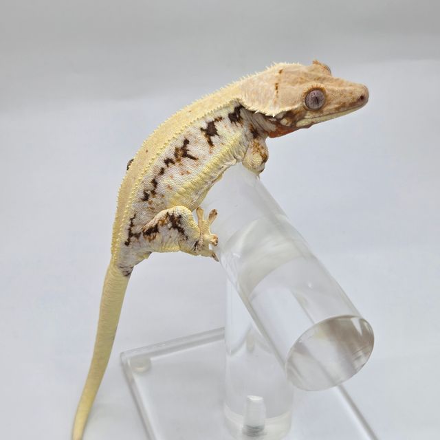 릴리화이트 풀핀 드리피 화이트핀