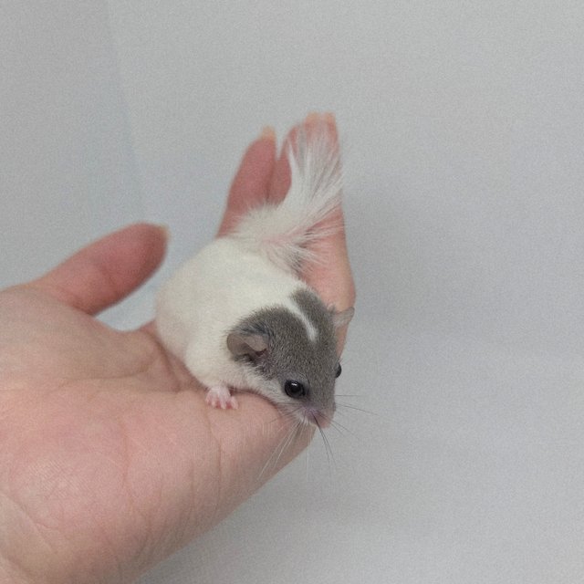 하이 화이트 마스크