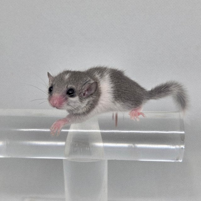 링테일 마스크 밴디드 오레오