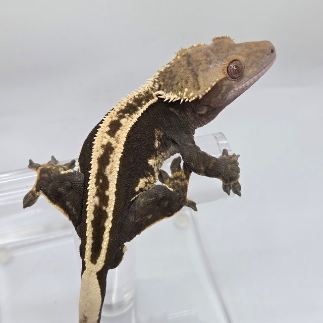 100%헷아잔틱 슈퍼스트라이프 엠티백 풀핀 화이트핀 다크