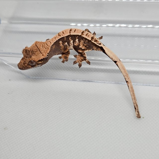 노멀 트라이 화이트포트홀 드리피 화이트스팟 화이트핀