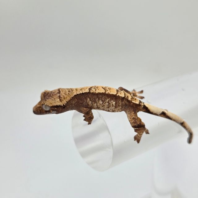 노멀 트라이 할리퀸 화이트스팟