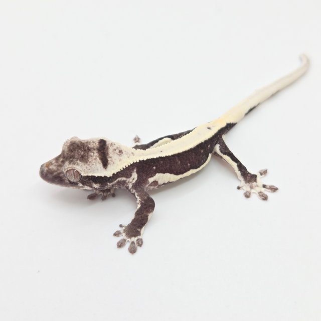 릴잔틱 풀핀 솔리드백