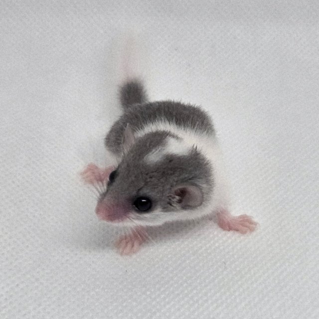 링테일 마스크 오레오 밴디드