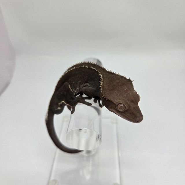 아잔틱 풀핀 블랙