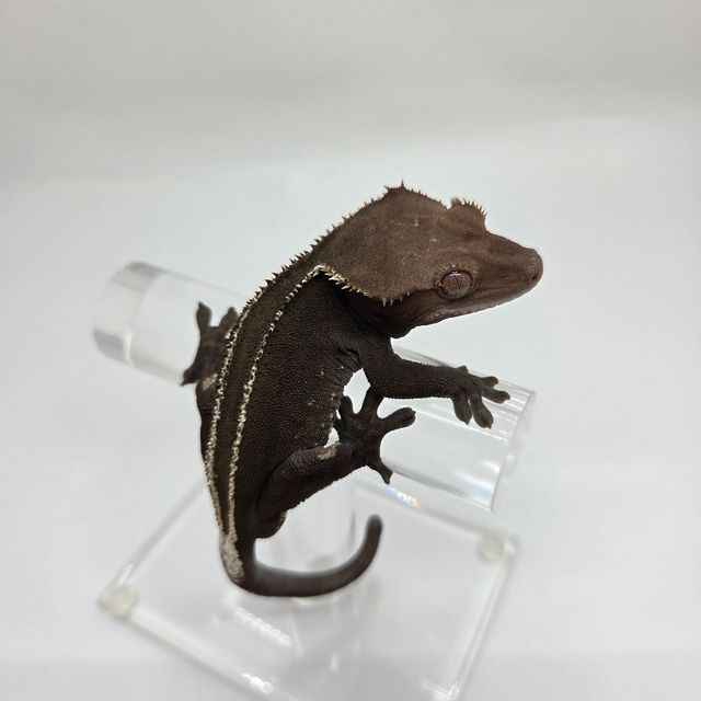 아잔틱 풀핀 블랙