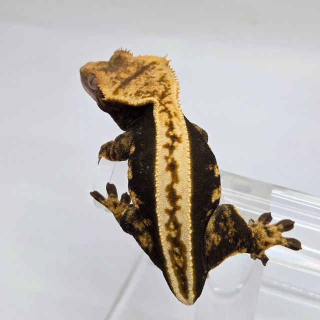 100%헷아잔틱 슈퍼스트라이프 엠티백 풀핀