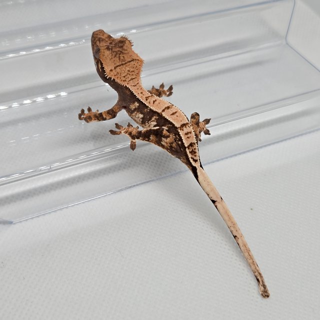 노멀 트라이 화이트포트홀 드리피 화이트스팟 화이트핀