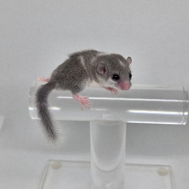 링테일 마스크 밴디드 오레오