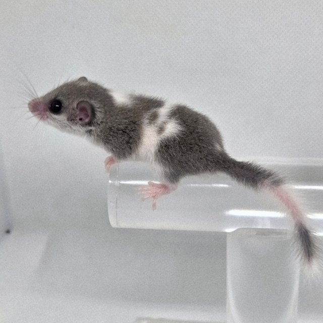 마스크 밴디드 링테일 오레오