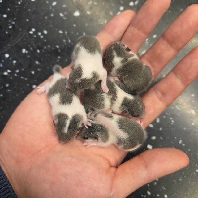 마스크 오레오 하이 화이트 밴디드